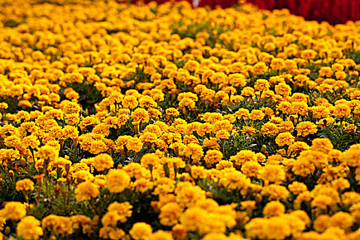 黄色的野菊花