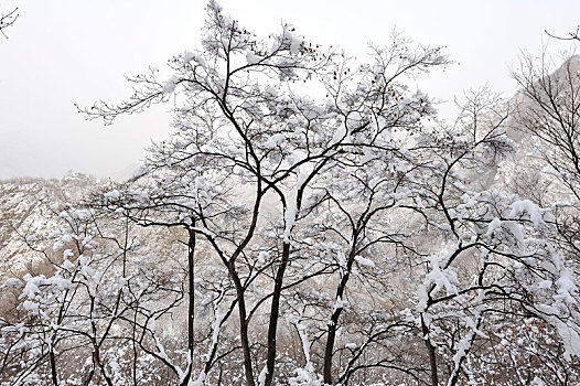 冬季里雪后冰晶玉洁的雪枝