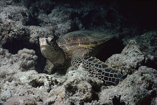 绿海龟,龟类,水下,夏威夷