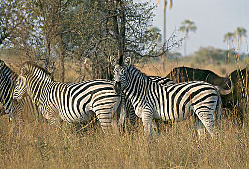 五个,斑马,站立,土地,万基国家公园,津巴布韦