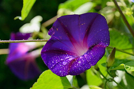 紫罗兰,牵牛花,番薯属植物,三色