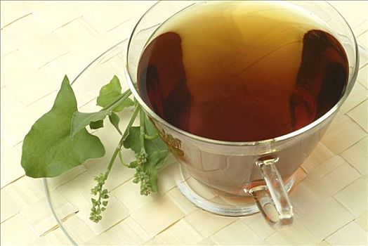 酢浆草,法国,药茶