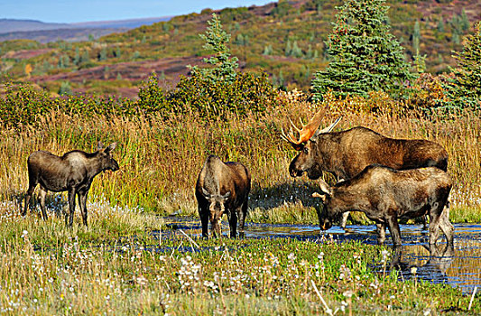 驼鹿,小公牛,母牛,幼兽,发情,季节,德纳里峰国家公园,阿拉斯加,美国