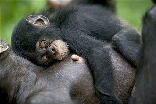 黑猩猩,类人猿,成年,女性,睡觉,幼仔,尼日利亚