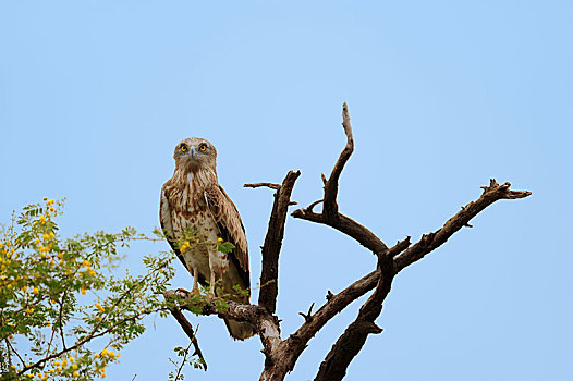 蛇,鹰,盖奥拉迪奥,国家公园,巴拉特普尔,拉贾斯坦邦,印度,亚洲