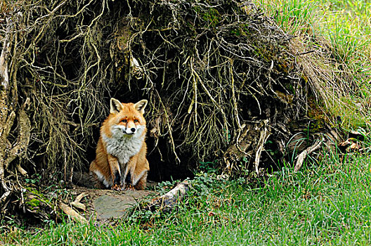 红狐,狐属,向外看,窝