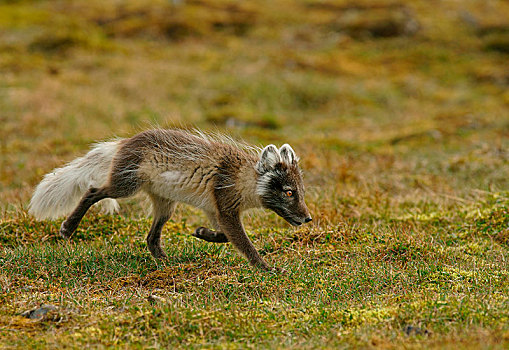 北极狐,狐属,斯瓦尔巴特群岛,挪威,北极,欧洲