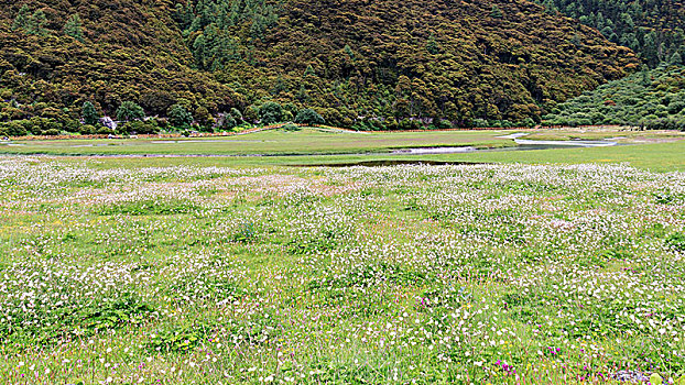 高山草甸风光