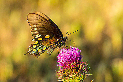 燕尾蝶,德克萨斯,蓟属植物,州立公园,靠近,石墙,美国