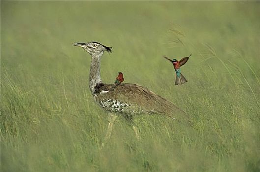 灰颈鹭鸨,搭车,深红色,食蜂鸟,乔贝国家公园,博茨瓦纳