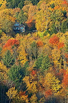 乡村,风景,秋天,山,树林