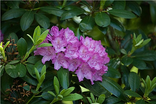 杜鹃花属植物