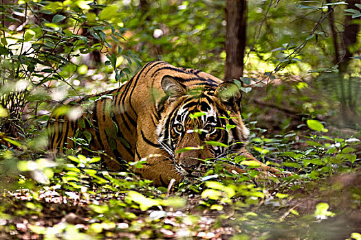 虎,看,室外,灌木丛,国家,公园,拉贾斯坦邦,印度
