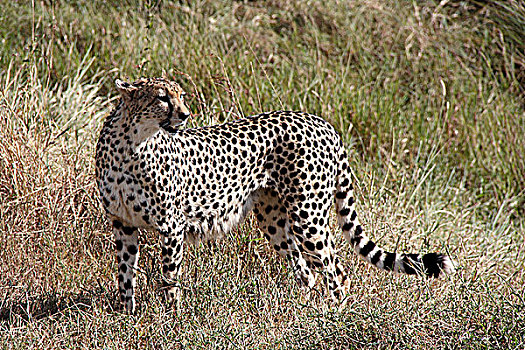 肯尼亚非洲豹-近景特写