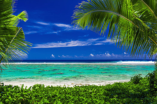 海滩,热带海岛,晴天,框架,棕榈树