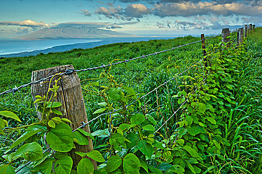 木篱,土地,毛伊岛,夏威夷,美国