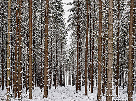 针叶树,树林,冬天