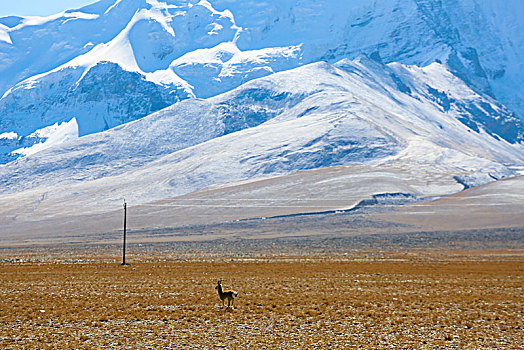 雪山下的藏羚羊