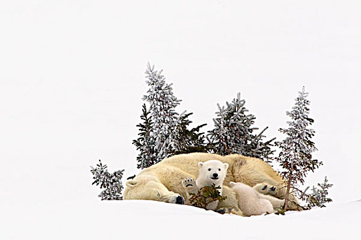 北极熊,幼兽,击掌相庆,摄影师,瓦普斯克国家公园,曼尼托巴,加拿大