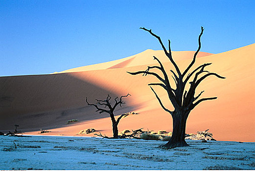 枯木,沙丘,纳米比诺克陆夫国家公园,纳米比亚,非洲