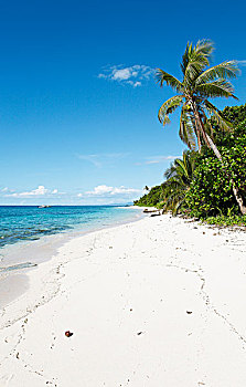 海滩,棕榈树,岛屿,玛玛努卡群岛,斐济,大洋洲