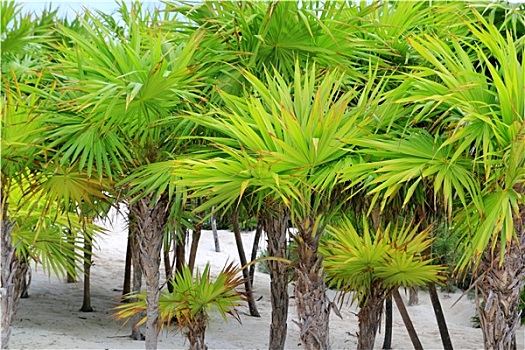 棕榈树,加勒比,海滩,沙子