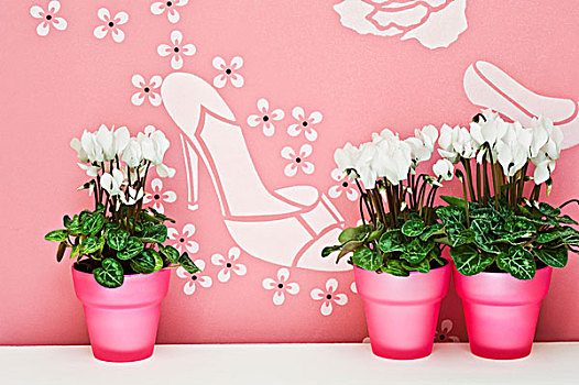 仙客来,粉色,花盆,壁纸,鞋,创意