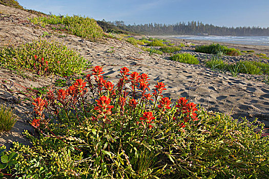 火焰草,濒危,稀有,沿岸,沙丘,海滩,环太平洋国家公园,靠近,不列颠哥伦比亚省,加拿大