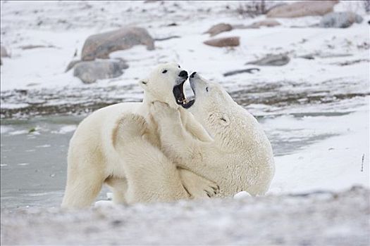 两个,北极熊,打闹,丘吉尔市,曼尼托巴,加拿大