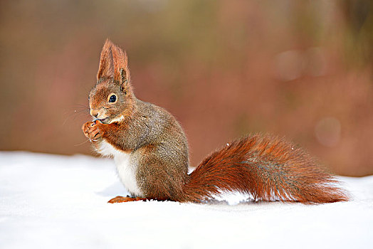 红松鼠,松鼠,进食,雪地,冬天,莱比锡,萨克森,德国,欧洲