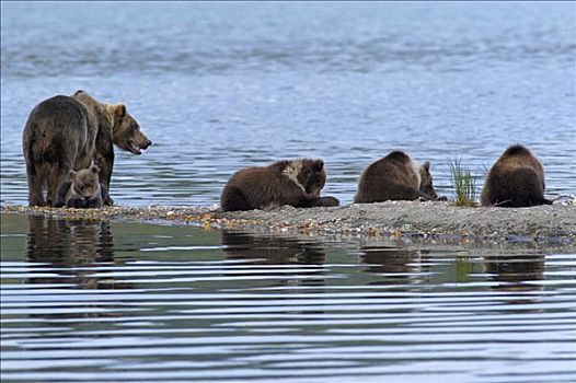 棕熊,母兽,四个,幼兽,吃,三文鱼,食物,布鲁克斯河,国家公园,阿拉斯加,美国