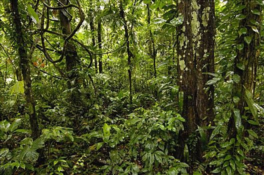 雨林,林下叶层,国家公园,亚马逊雨林,厄瓜多尔
