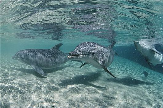 宽吻海豚,三个,水下,海豚,追求,夏威夷