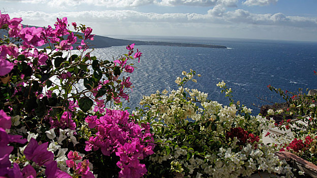 彩色,花,希腊,乡村,锡拉岛