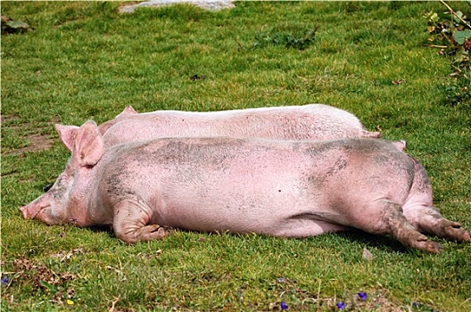 休息,猪,草