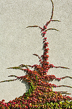 日本,藤蔓植物,爬墙虎,葡萄,常春藤,地锦,墙壁