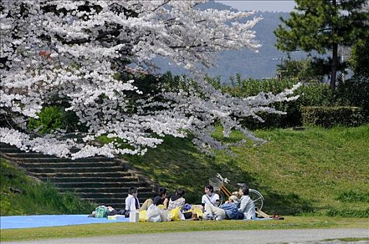 日本,学生,蓝色,塑料制品,毯子,庆贺,花,樱桃树,河,京都,亚洲