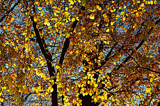 秋天,彩色,山毛榉树,叶子,巴伐利亚,德国