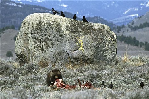 大灰熊,棕熊,畜体,落基山脉,北美