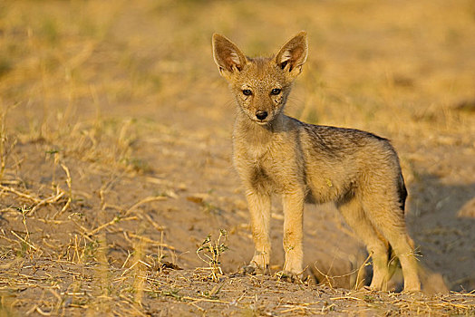 黑背狐狼,黑背豺,小动物,洞穴,乔贝国家公园,博茨瓦纳,非洲