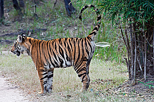 孟加拉虎,虎,尿,领土,班德哈维夫国家公园,印度