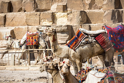 贝多因人,骆驼,休息,靠近,金字塔,开罗,埃及