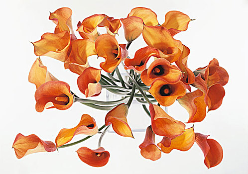 橙色,马蹄莲,花瓶,俯视
