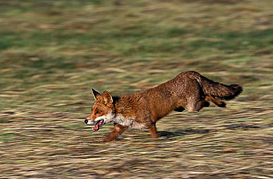 红狐,狐属,成年,跑,草地