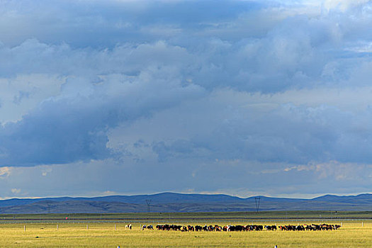 内蒙古牧场,牛群,马群