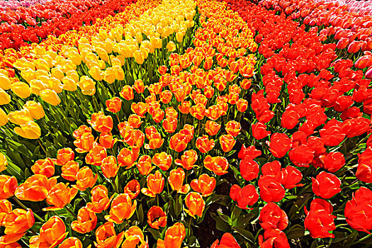 特写,活力,黄色,橙色,红色,郁金香,弯曲,花坛,春天,库肯霍夫花园,荷兰南部,荷兰