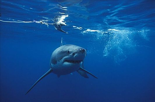 大白鲨,沙鲨属,接近,摄影,岛屿,澳洲南部