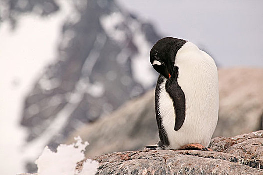 巴布亚企鹅,生物群,南极,休息,鸟嘴,翼