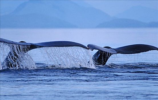 两个,驼背鲸,大翅鲸属,鲸鱼,潜水,并排,展示,鲸尾叶突,阿拉斯加,北美