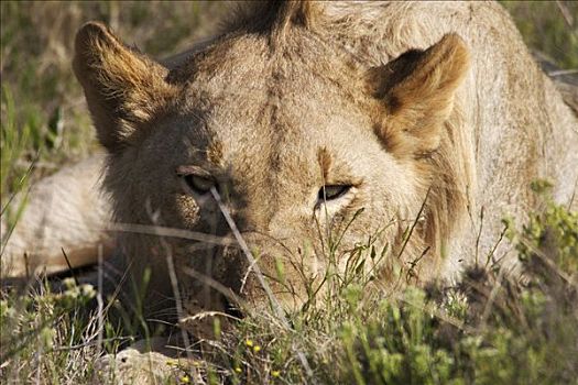 大,母狮,看,照片,禁猎区,南非